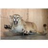 Image 1 : Life-sized "Laying" MOUNTAIN LION on 2 Bolts with No Base