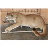 Image 2 : Life-sized "Laying" MOUNTAIN LION on 2 Bolts with No Base