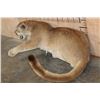 Image 3 : Life-sized "Laying" MOUNTAIN LION on 2 Bolts with No Base