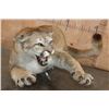 Image 4 : Life-sized "Laying" MOUNTAIN LION on 2 Bolts with No Base