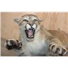 Image 5 : Life-sized "Laying" MOUNTAIN LION on 2 Bolts with No Base