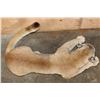 Image 6 : Life-sized "Laying" MOUNTAIN LION on 2 Bolts with No Base