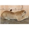 Image 7 : Life-sized "Laying" MOUNTAIN LION on 2 Bolts with No Base