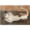 Image 8 : Life-sized "Laying" MOUNTAIN LION on 2 Bolts with No Base