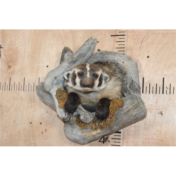 Half-body North American BADGER with Big Claws in a Tree Knot