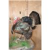 Image 3 : 2 Life-sized TURKEYS on a Decorative Base with Wheels