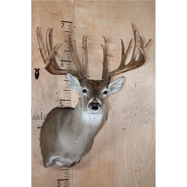 XXL 27-Point Typical WHITETAIL DEER Shoulder Mount