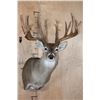 Image 1 : XXL 27-Point Typical WHITETAIL DEER Shoulder Mount