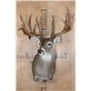 Image 2 : XXL 27-Point Typical WHITETAIL DEER Shoulder Mount