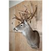 Image 3 : XXL 27-Point Typical WHITETAIL DEER Shoulder Mount
