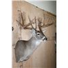 Image 4 : XXL 27-Point Typical WHITETAIL DEER Shoulder Mount