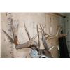 Image 5 : XXL 27-Point Typical WHITETAIL DEER Shoulder Mount