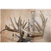 Image 6 : XXL 27-Point Typical WHITETAIL DEER Shoulder Mount