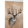 Image 7 : XXL 27-Point Typical WHITETAIL DEER Shoulder Mount