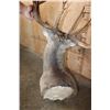 Image 8 : XXL 27-Point Typical WHITETAIL DEER Shoulder Mount