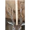 Image 9 : XXL 27-Point Typical WHITETAIL DEER Shoulder Mount