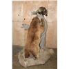 Image 11 : Life-sized Cinnamon Phase BLACK BEAR "Quilled" by a Life-sized PORCUPINE