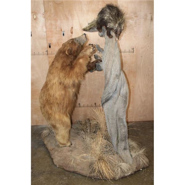 Life-sized Cinnamon Phase BLACK BEAR "Quilled" by a Life-sized PORCUPINE