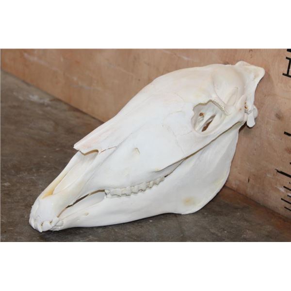 ZEBRA Skull with No Glue and All its Teeth