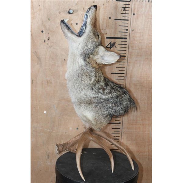 "Howling" COYOTE on a WHITETAIL DEER Antler Shed Table Pedestal