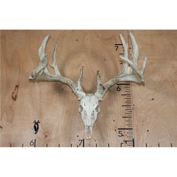 Heavy XL 19-Point WHITETAIL DEER Skull
