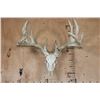 Image 1 : Heavy XL 19-Point WHITETAIL DEER Skull