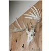 Image 2 : Heavy XL 19-Point WHITETAIL DEER Skull