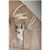 Image 3 : Heavy XL 19-Point WHITETAIL DEER Skull