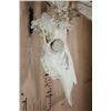 Image 4 : Heavy XL 19-Point WHITETAIL DEER Skull