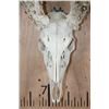 Image 5 : Heavy XL 19-Point WHITETAIL DEER Skull