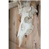 Image 6 : Heavy XL 19-Point WHITETAIL DEER Skull