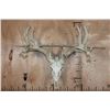 Image 7 : Heavy XL 19-Point WHITETAIL DEER Skull