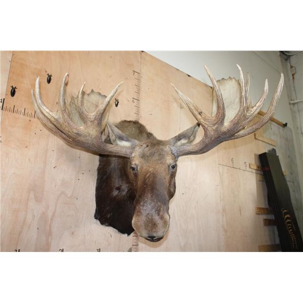 XL 20-Point MOOSE Shoulder Mount with Removable Antlers