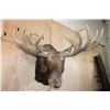Image 1 : XL 20-Point MOOSE Shoulder Mount with Removable Antlers