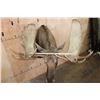 Image 2 : XL 20-Point MOOSE Shoulder Mount with Removable Antlers
