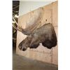 Image 4 : XL 20-Point MOOSE Shoulder Mount with Removable Antlers
