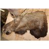 Image 5 : XL 20-Point MOOSE Shoulder Mount with Removable Antlers