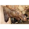 Image 6 : XL 20-Point MOOSE Shoulder Mount with Removable Antlers
