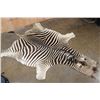 Image 1 : ZEBRA Hide or ZEBRA Hide Rug