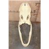 Image 10 : XXL ALLIGATOR Skull from a 13' 4" Long Gator