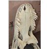 Image 11 : XXL ALLIGATOR Skull from a 13' 4" Long Gator