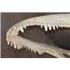 Image 12 : XXL ALLIGATOR Skull from a 13' 4" Long Gator