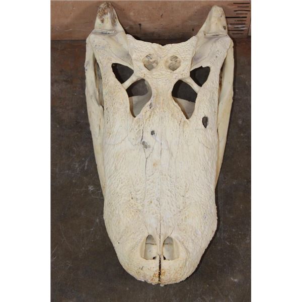 XXL ALLIGATOR Skull from a 13' 4" Long Gator