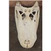 Image 1 : XXL ALLIGATOR Skull from a 13' 4" Long Gator