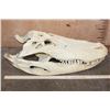 Image 2 : XXL ALLIGATOR Skull from a 13' 4" Long Gator