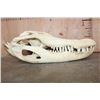 Image 3 : XXL ALLIGATOR Skull from a 13' 4" Long Gator