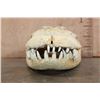 Image 4 : XXL ALLIGATOR Skull from a 13' 4" Long Gator