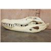 Image 5 : XXL ALLIGATOR Skull from a 13' 4" Long Gator