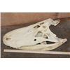 Image 6 : XXL ALLIGATOR Skull from a 13' 4" Long Gator