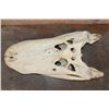 Image 7 : XXL ALLIGATOR Skull from a 13' 4" Long Gator